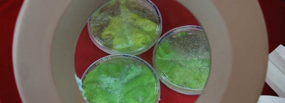vista-desde-el-microscopia