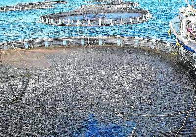 Piel de gamba para proteger la acuicultura regional