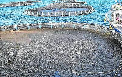 Piel de gamba para proteger la acuicultura regional