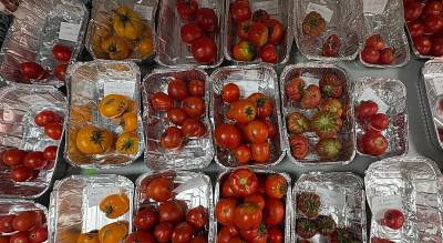 En busca de viejos tomates para los nuevos tiempos